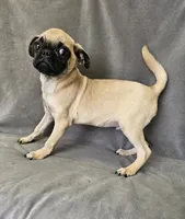 Luke, a male Pug for sale in Kansas City, MO – 4 of 5