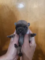 With 4 pups, a female French Bulldog for sale in Kansas City, MO – 2 of 5