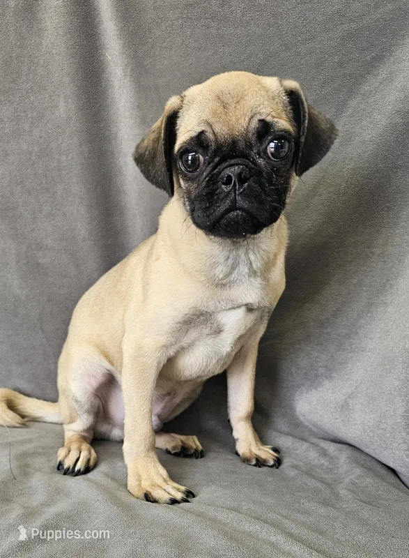 Luke – Pug puppy for sale in Kansas City, MO