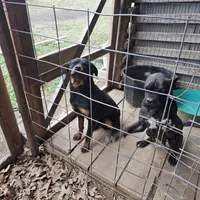 Trevel, a male Rottweiler for sale in El Dorado Springs, MO – Photo 2 of 3