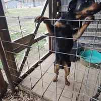 Trevel, a male Rottweiler for sale in El Dorado Springs, MO – Photo 1 of 3