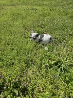 Hoss, a male French Bulldog for sale in Kansas City, MO – Photo 5 of 6