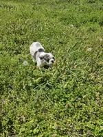 Hoss, a male French Bulldog for sale in Kansas City, MO – Photo 3 of 6