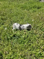 Hoss, a male French Bulldog for sale in Kansas City, MO – Photo 2 of 6