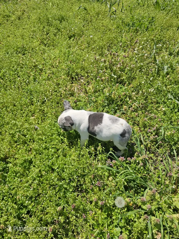 Hoss – French Bulldog puppy for sale in Kansas City, MO