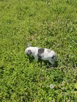 Hoss, a male French Bulldog for sale in Kansas City, MO – Photo 1 of 6