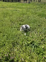 Hoss, a male French Bulldog for sale in Kansas City, MO – Photo 4 of 6