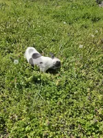 Hoss, a male French Bulldog for sale in Kansas City, MO – Photo 6 of 6