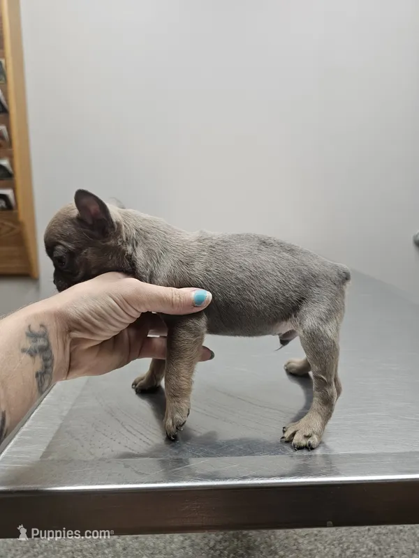 Roy – French Bulldog puppy for sale in Kansas City, MO