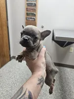 Roy, a male French Bulldog for sale in Kansas City, MO – 3 of 3