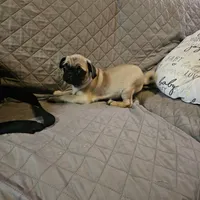 Charlie, a male Pug for sale in Kansas City, MO – Photo 6 of 8