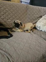 Charlie, a male Pug for sale in Springfield, MO – Photo 6 of 8