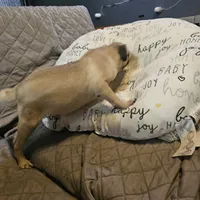 Charlie, a male Pug for sale in Kansas City, MO – Photo 4 of 8