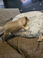 Charlie, a male Pug for sale in Springfield, MO – Photo 4 of 8