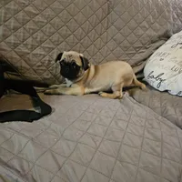 Charlie, a male Pug for sale in Kansas City, MO – Photo 3 of 8