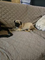 Charlie, a male Pug for sale in Springfield, MO – Photo 3 of 8