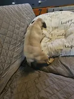 Charlie, a male Pug for sale in Springfield, MO – Photo 5 of 8