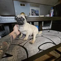 Charlie, a male Pug for sale in Kansas City, MO – Photo 7 of 8