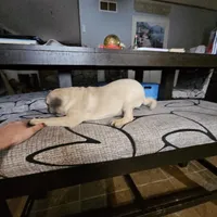 Charlie, a male Pug for sale in Kansas City, MO – Photo 1 of 8