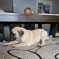 Charlie, a male Pug for sale in Kansas City, MO – Photo 8 of 8