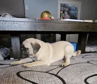 Charlie, a male Pug for sale in Springfield, MO – Photo 8 of 8