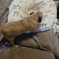 Charlie, a male Pug for sale in Kansas City, MO – Photo 2 of 8