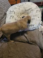 Charlie, a male Pug for sale in Springfield, MO – Photo 2 of 8