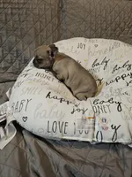 Moon, a female French Bulldog for sale in Springfield, MO – Photo 5 of 8