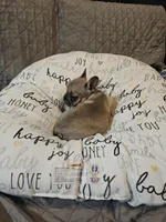 Moon, a female French Bulldog for sale in Springfield, MO – Photo 6 of 8