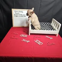 Moon, a female French Bulldog for sale in Kansas City, MO – Photo 5 of 5