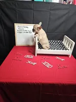 Moon, a female French Bulldog for sale in El Dorado Springs, MO – Photo 5 of 5