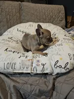 Moon, a female French Bulldog for sale in Springfield, MO – Photo 8 of 8