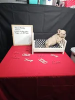Moon, a female French Bulldog for sale in El Dorado Springs, MO – Photo 1 of 5