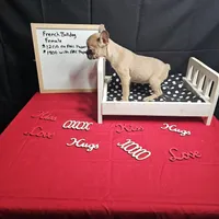 Moon, a female French Bulldog for sale in Kansas City, MO – Photo 2 of 5