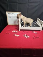 Moon, a female French Bulldog for sale in El Dorado Springs, MO – Photo 2 of 5