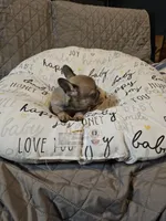 Moon, a female French Bulldog for sale in Springfield, MO – Photo 1 of 8