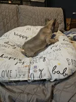 Moon, a female French Bulldog for sale in Springfield, MO – Photo 2 of 8