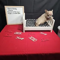 Moon, a female French Bulldog for sale in Kansas City, MO – Photo 3 of 5