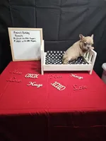 Moon, a female French Bulldog for sale in El Dorado Springs, MO – Photo 3 of 5