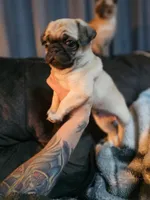 Baby, a male Pug for sale in Kansas City, MO – 6 of 6