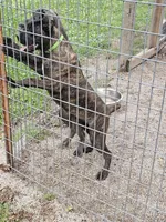 Abbadon, a female Cane Corso for sale in Kansas City, MO – 3 of 5