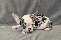 Ben, a male French Bulldog for sale in Kansas City, MO – 6 of 6