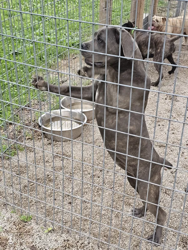 Lilth – Cane Corso puppy for sale in Kansas City, MO