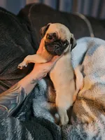 Frank, a male Pug for sale in Kansas City, MO – 5 of 5
