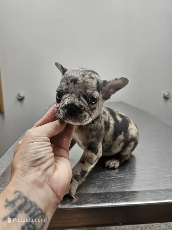 Spunk – French Bulldog puppy for sale in Kansas City, MO