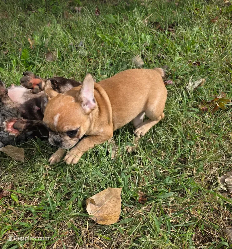 Hoss – French Bulldog puppy for sale in Belton, MO