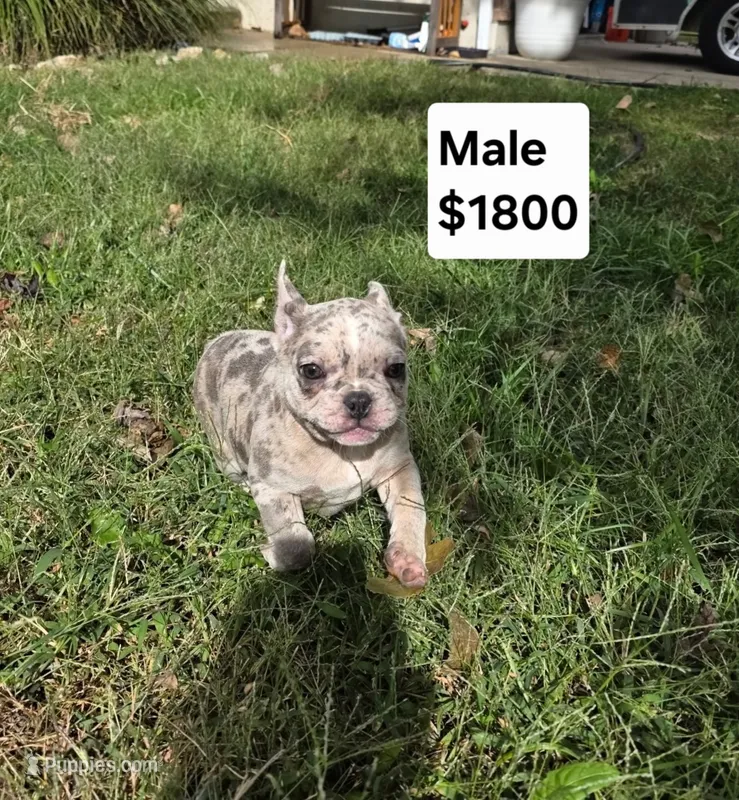 Lee – French Bulldog puppy for sale in Belton, MO