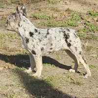 Addy, a female French Bulldog for sale in Kansas City, MO – Photo 3 of 5