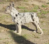 Addy, a female French Bulldog for sale in Springfield, MO – Photo 3 of 5