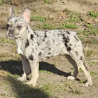 Addy, a female French Bulldog for sale in Kansas City, MO – Photo 1 of 5